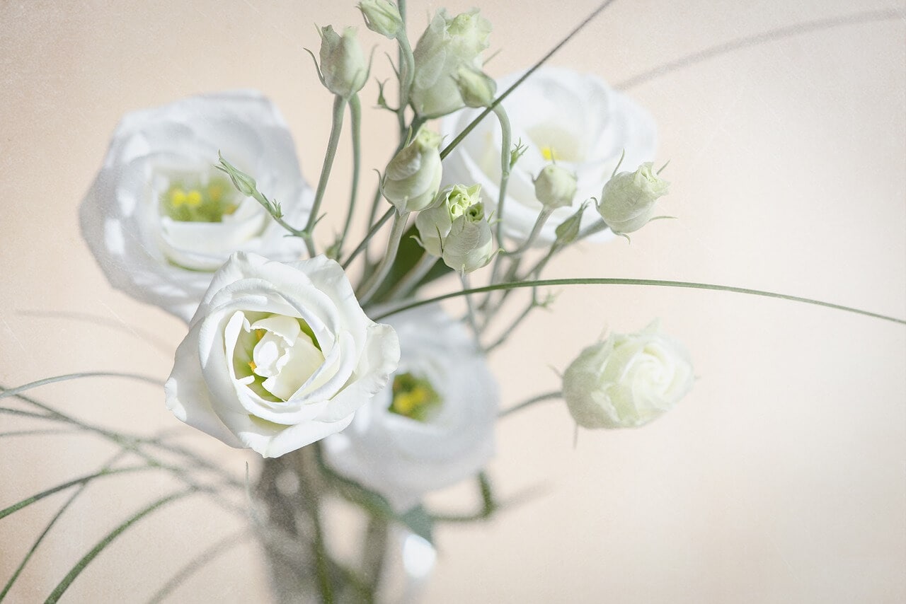 What is lisianthus