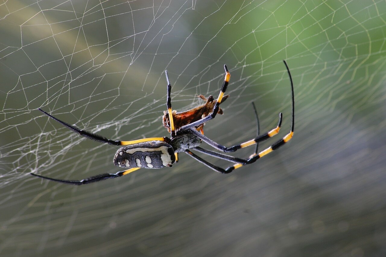 Jorogumo spider