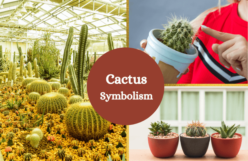 Cactus symbolism and meaning