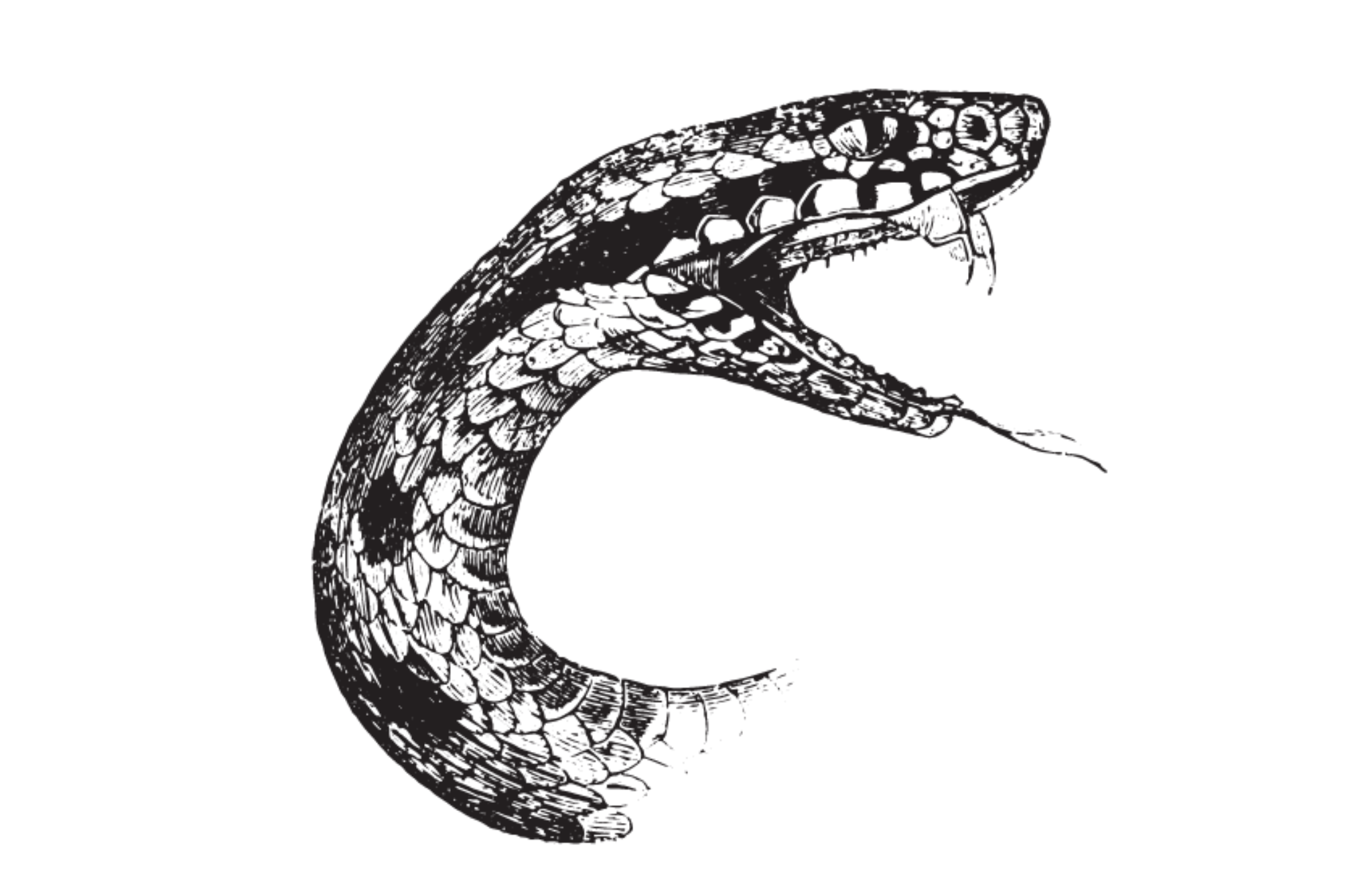 Snake Tattoo Meaning With Images