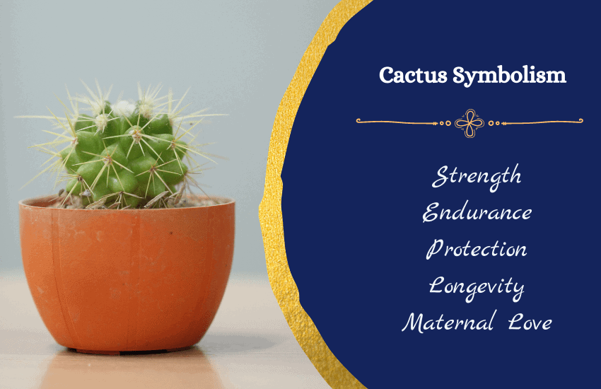 Symbolism of cactus