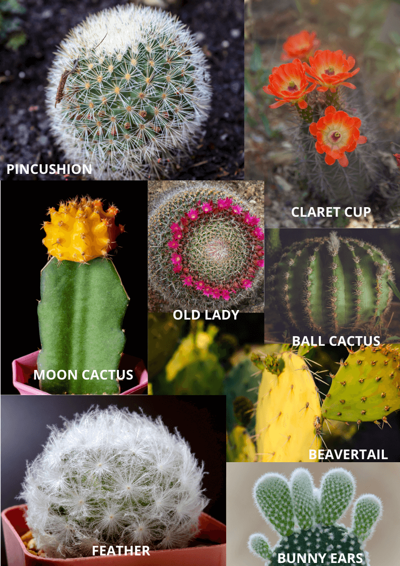 Various types of cactus