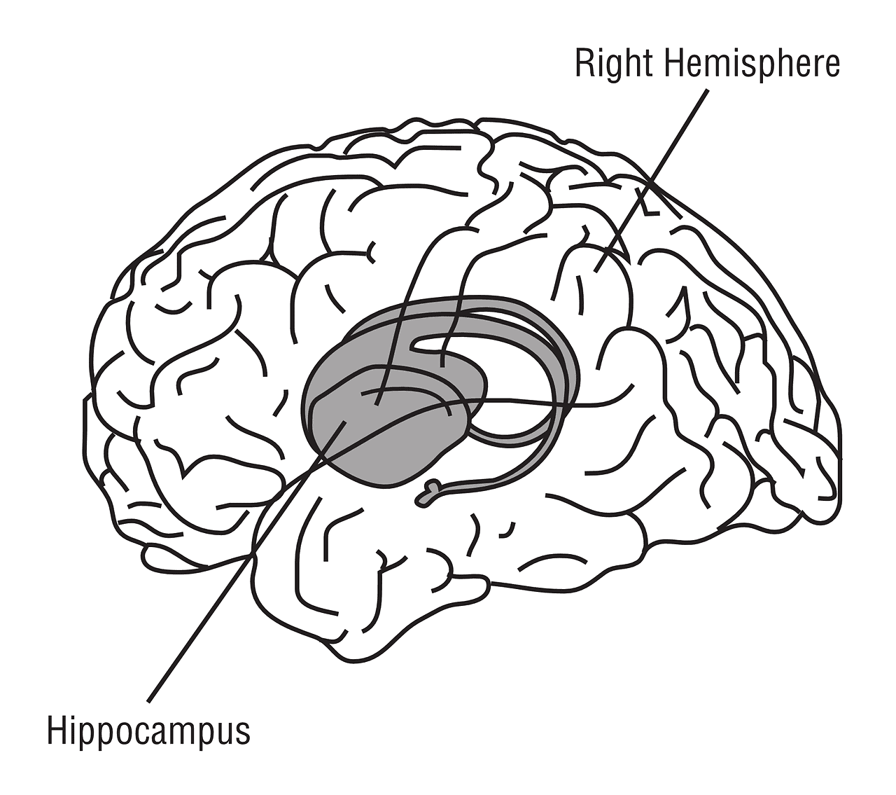 Hippocampus brain biology