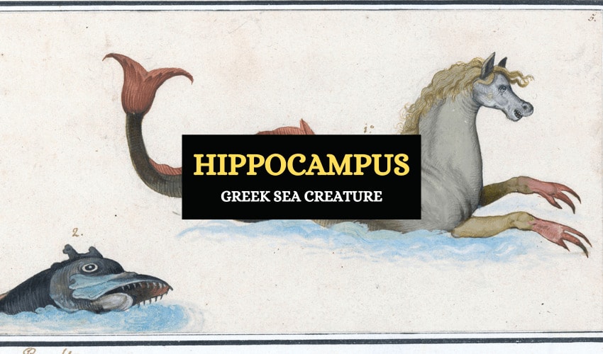 Hippocampus Greek legendary sea creature