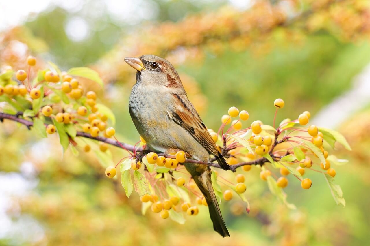 Sparrow symbolism