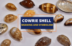 What Do Cowrie Shells Mean? - Symbol Sage