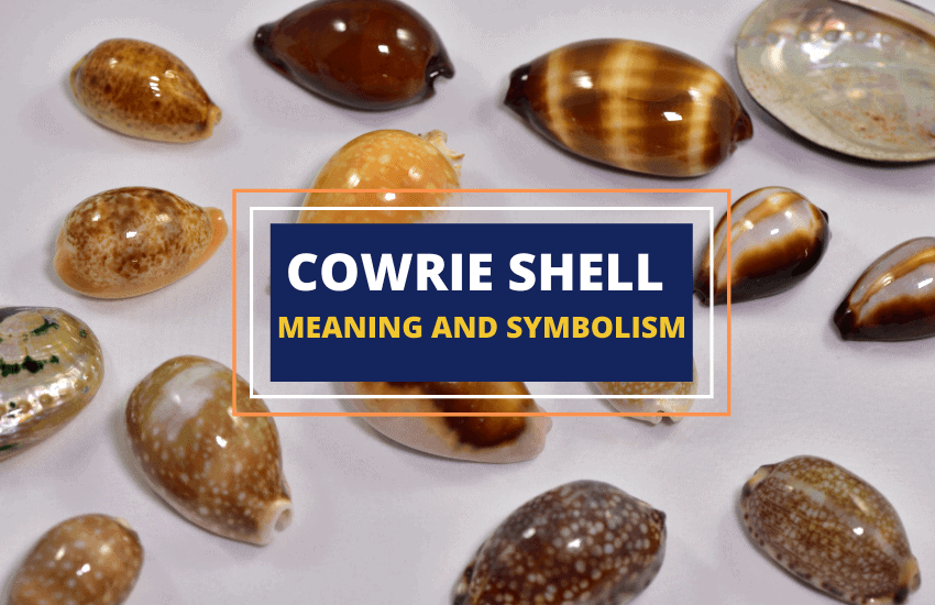Cowrie shell meaning symbolism