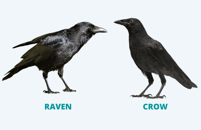 Crow vs raven