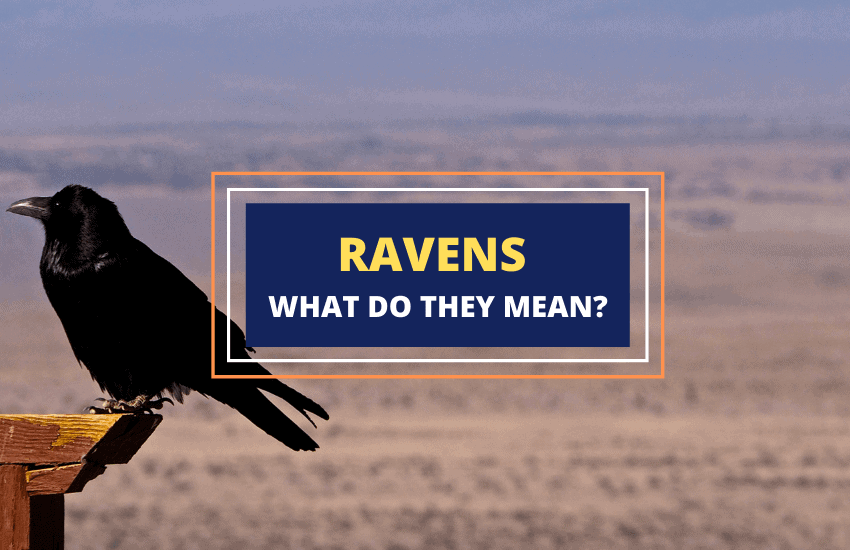 Ravens symbolism meaning