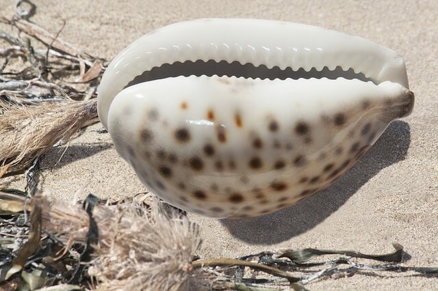 What is a cowrie shell