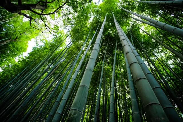 Bamboo symbolism meaning loyalty