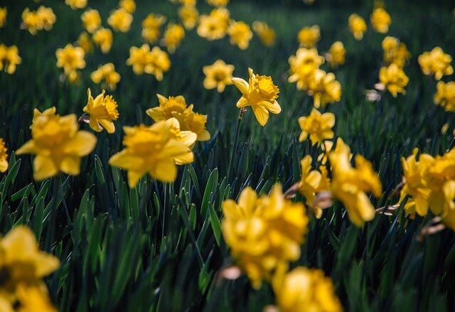 Daffodils new beginnings