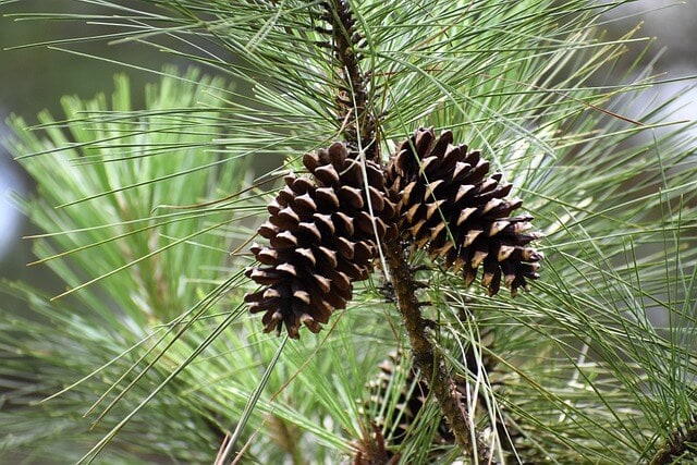 History of pinecones