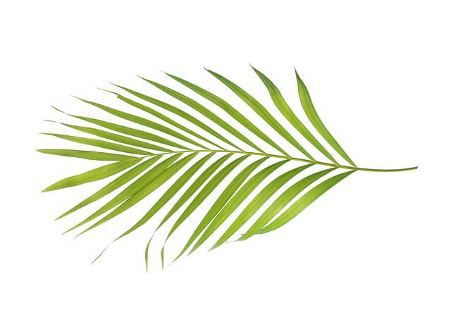 Palm branch