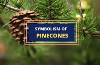 Pine cone symbolism meaning guide