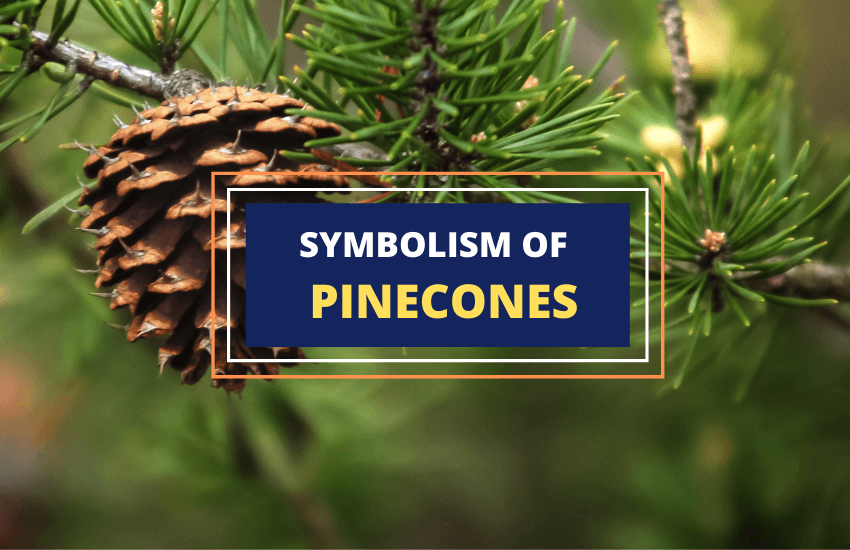 Pine cone symbolism meaning guide