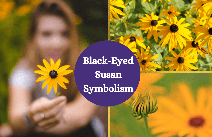 Black eyed susan symbolism and meaning