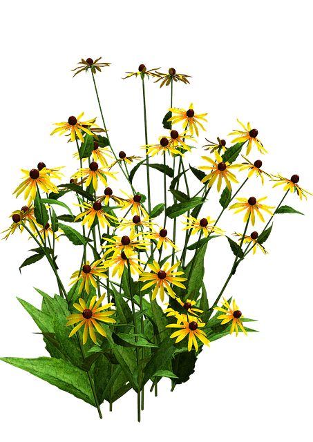 Black eyed susan when to give