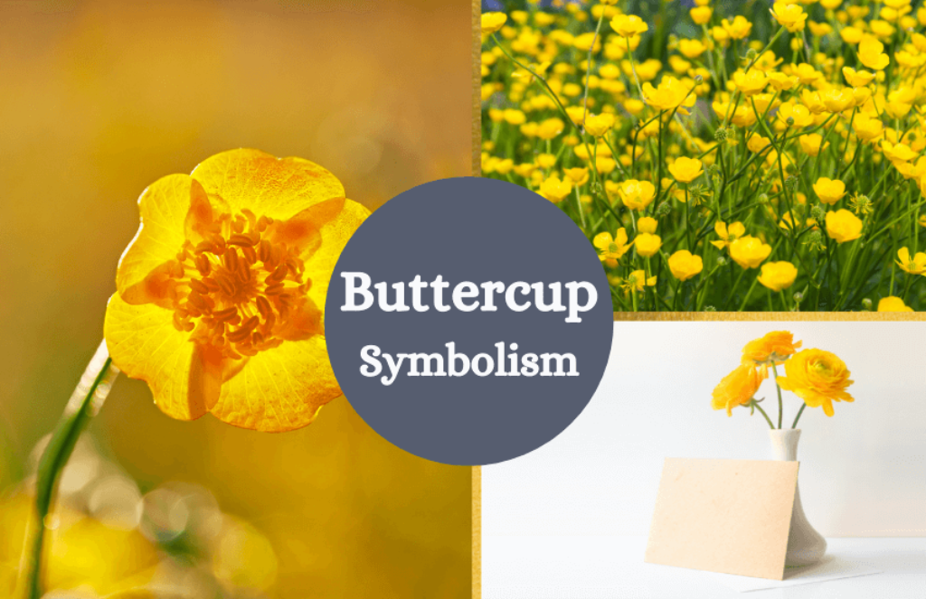 Buttercup Flower Symbolism and Meaning Symbol Sage