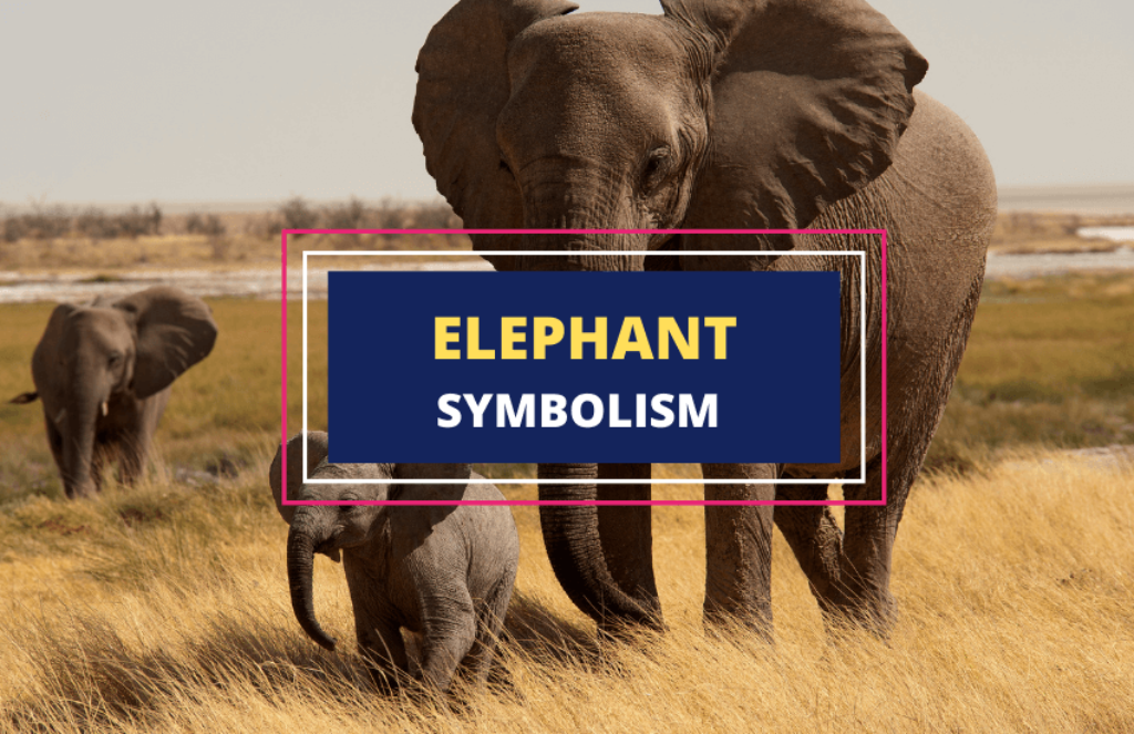 Meaning and Symbolism of Elephants Symbol Sage
