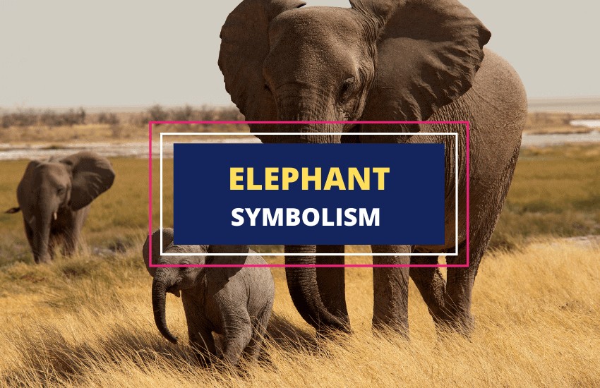 Elephant symbolism meaning