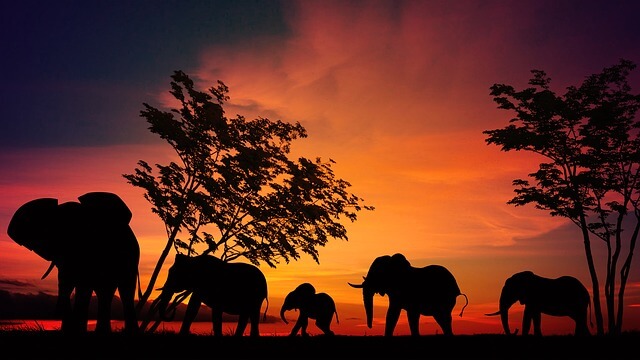 Elephants in dreams