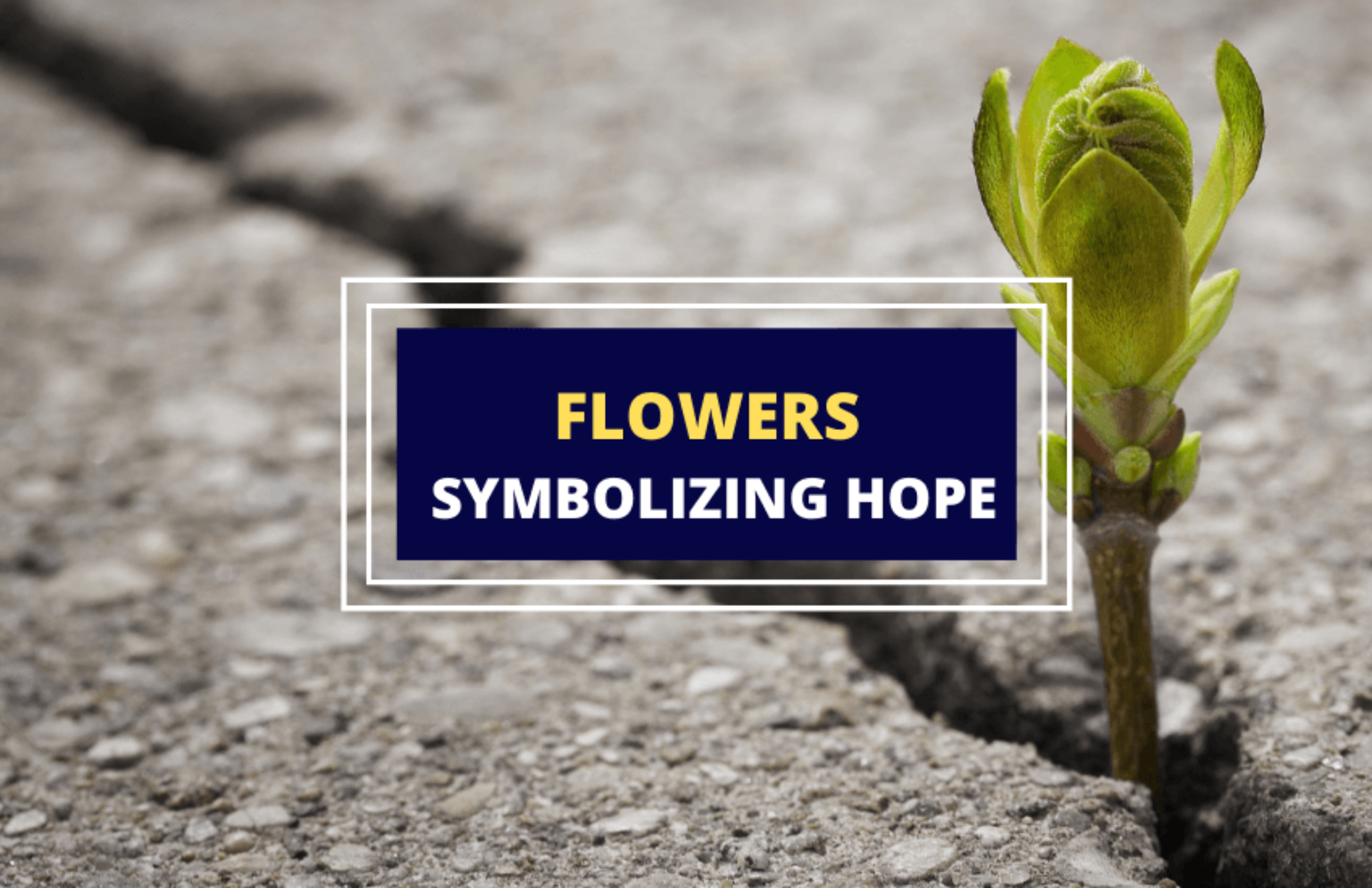 Flowers That Symbolize Hope - A List - Symbol Sage