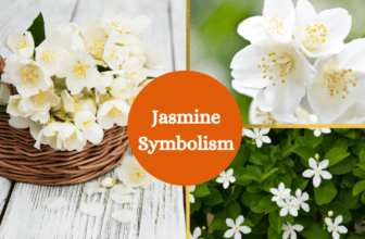Jasmine flower meaning and symbolism