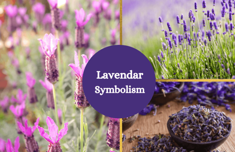 Lavender Meaning and Symbolism Symbol Sage