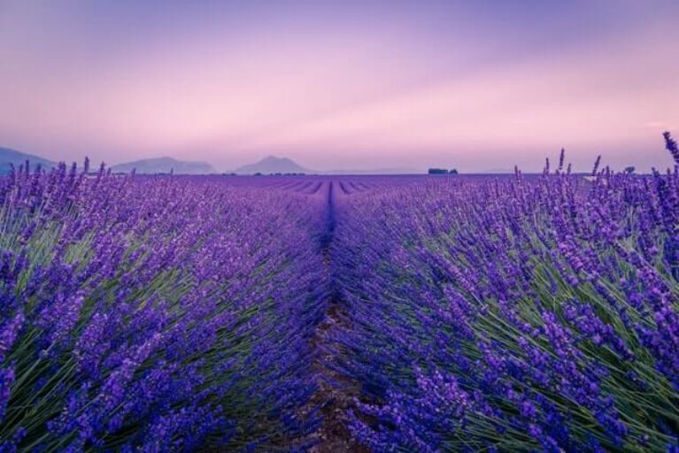 Lavender – Meaning and Symbolism - Symbol Sage