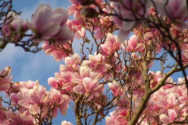 Magnolia color meaning