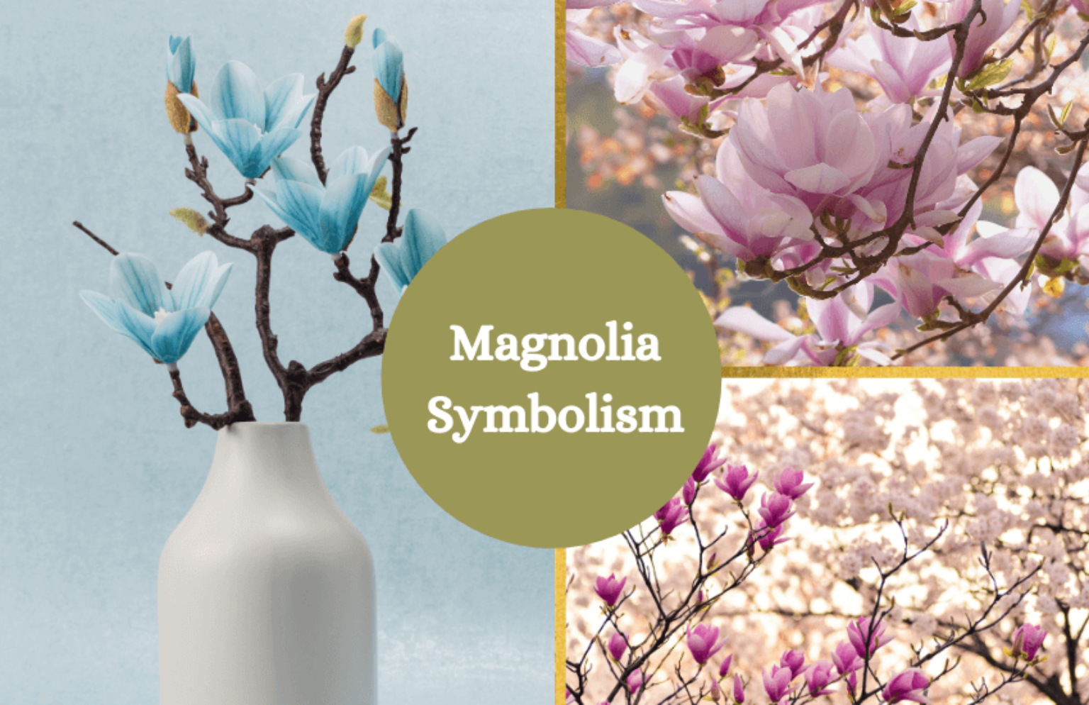 Magnolia Flower Meaning and Symbolism Symbol Sage