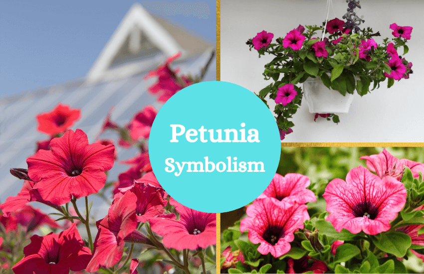Petunia symbolism and meaning
