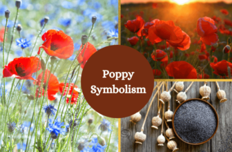 Poppy symbolism and meaning