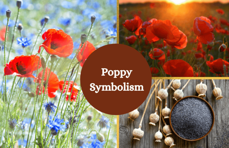 poppy-flower-meaning-and-symbolism-symbol-sage