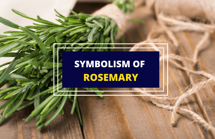 Rosemary herb symbolism