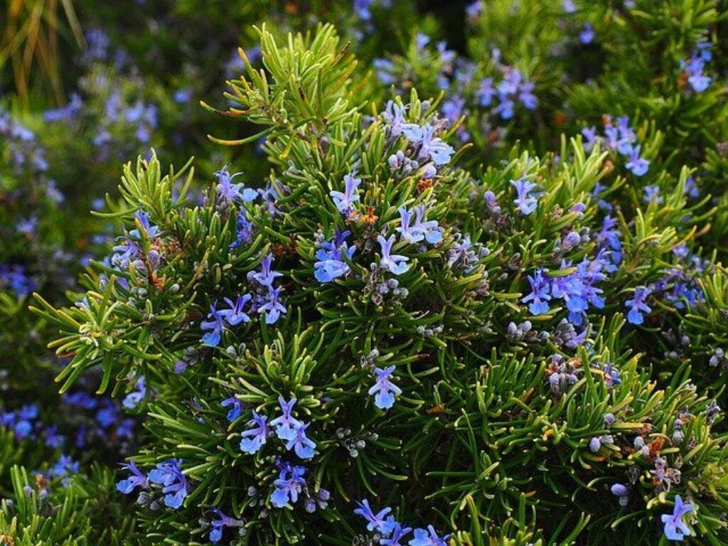 6 Powerful Meanings of the Herb Rosemary