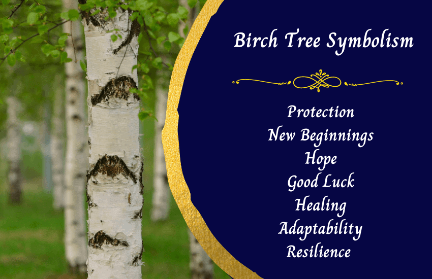 Birch tree meanings