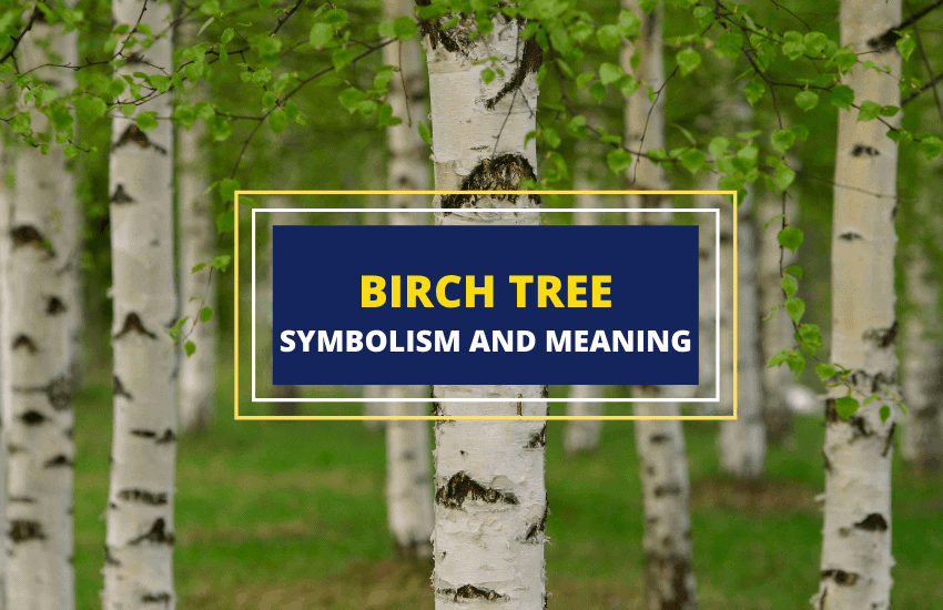 Birch tree symbolism