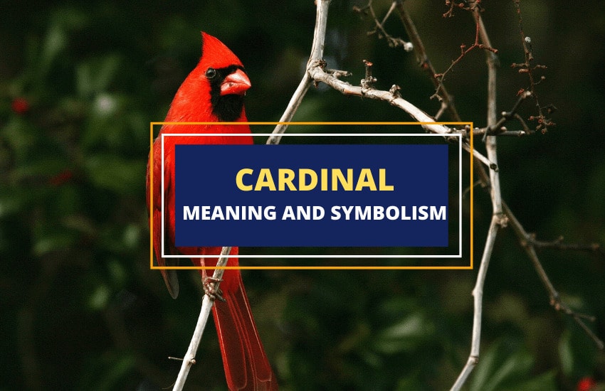 Cardinal symbolism and meaning