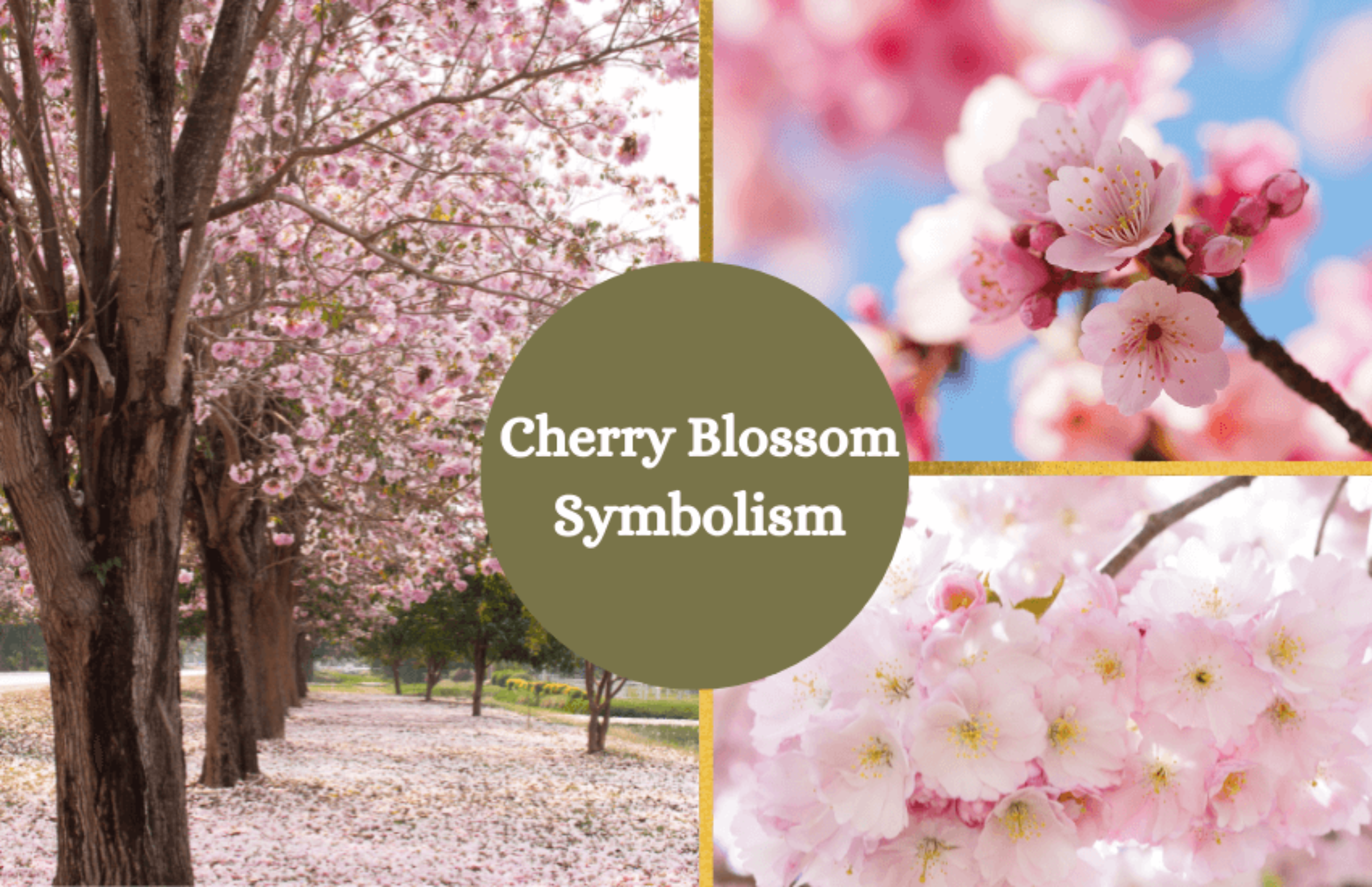 Cherry Blossom Flower Meaning and Symbolism Symbol Sage
