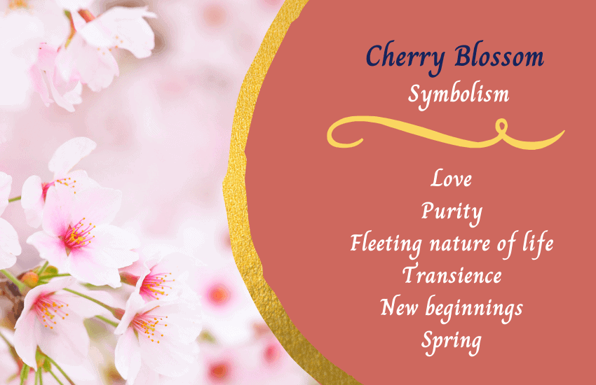 Cherry blossom symbolism