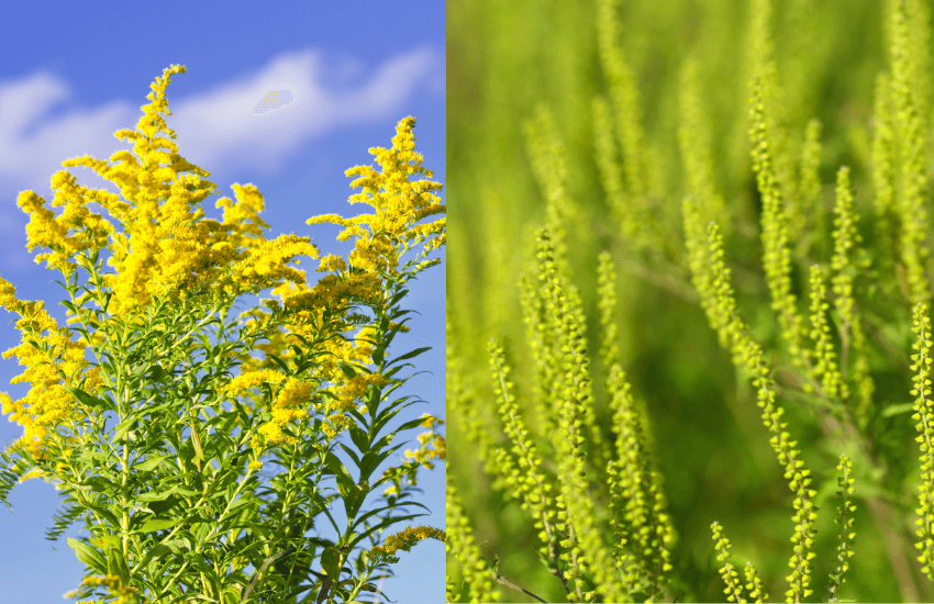 Goldenrod and ragweed