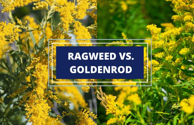 Goldenrod vs. Ragweed Symbolism, Differences, and Surprising Uses