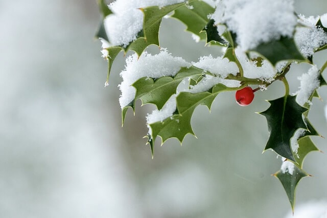 Holly snow meaning