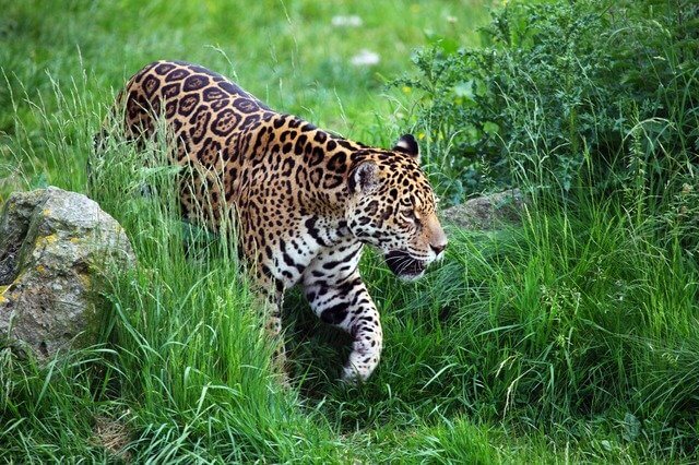 Jaguar Aztec views