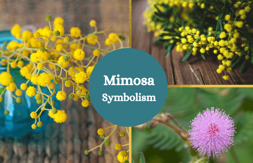 Mimosa symbolism meaning