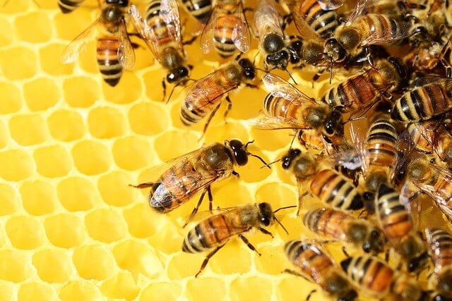 Symbolism of bees