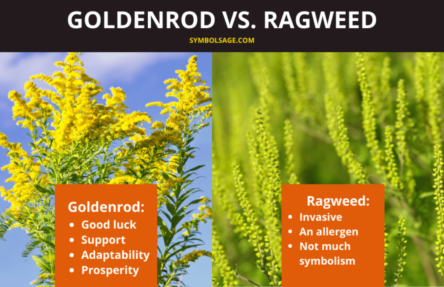 Goldenrod vs. Ragweed Symbolism, Differences, and Surprising Uses