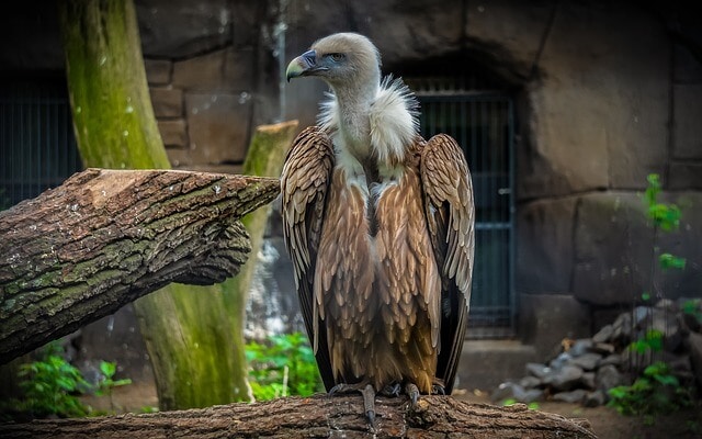 Vulture mesoamerica